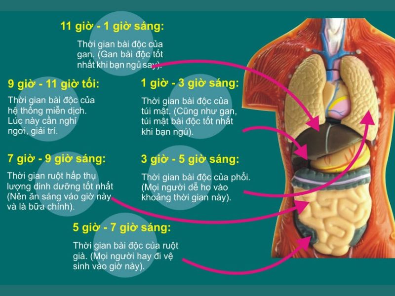 Lục phủ ngũ tạng là gì