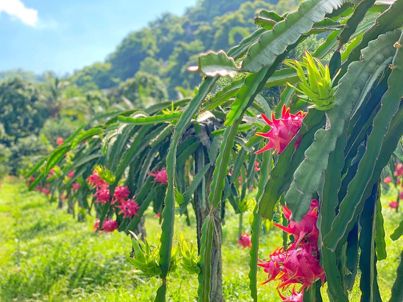 Đặc sản Bình Thuận