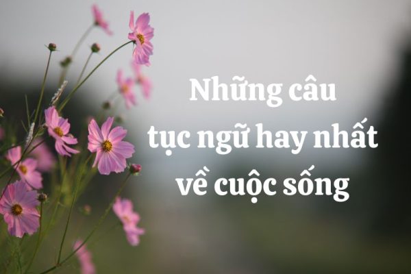 những câu tục ngữ hay nhất về cuộc sống