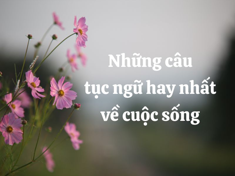 những câu tục ngữ hay nhất về cuộc sống