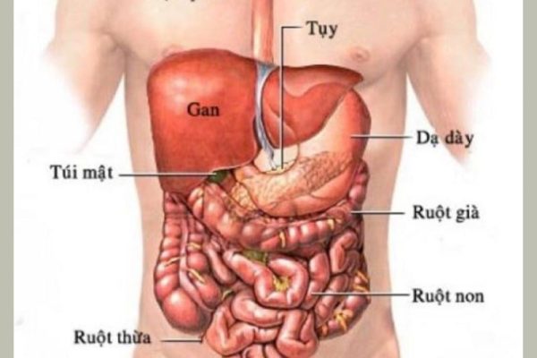 Lục phủ ngũ tạng là gì