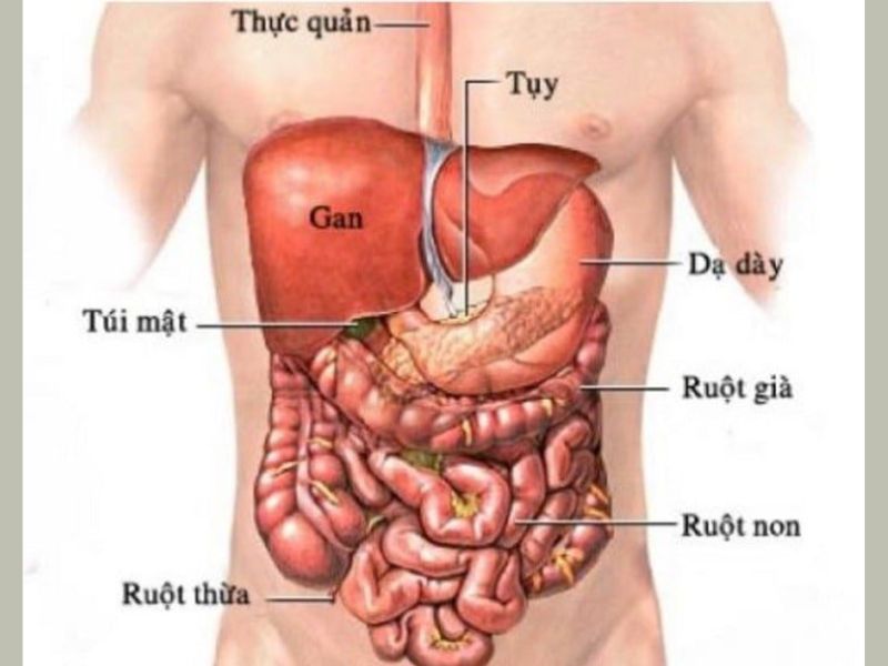 Lục phủ ngũ tạng là gì